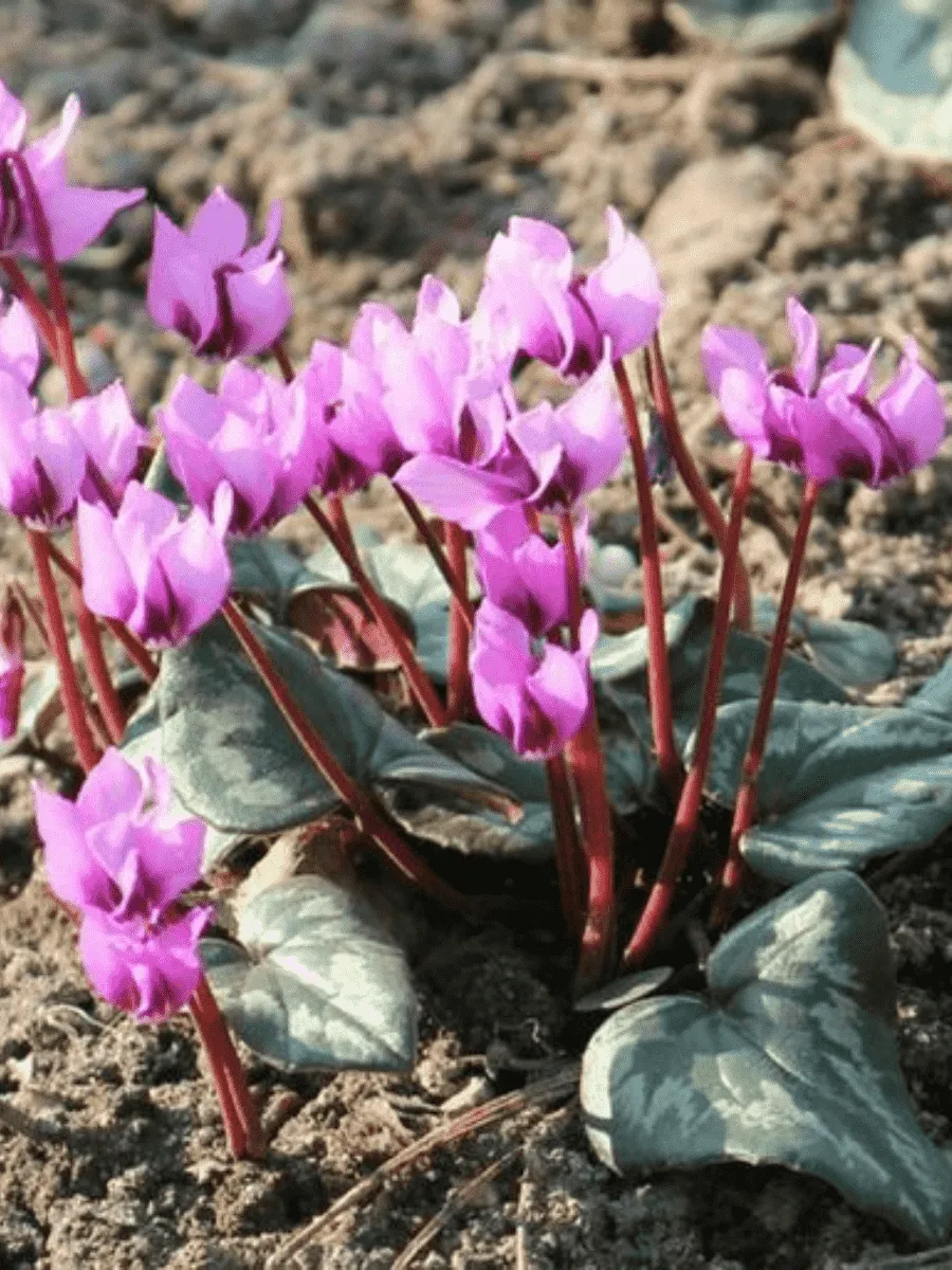 Цикламен косский Цикламен косский