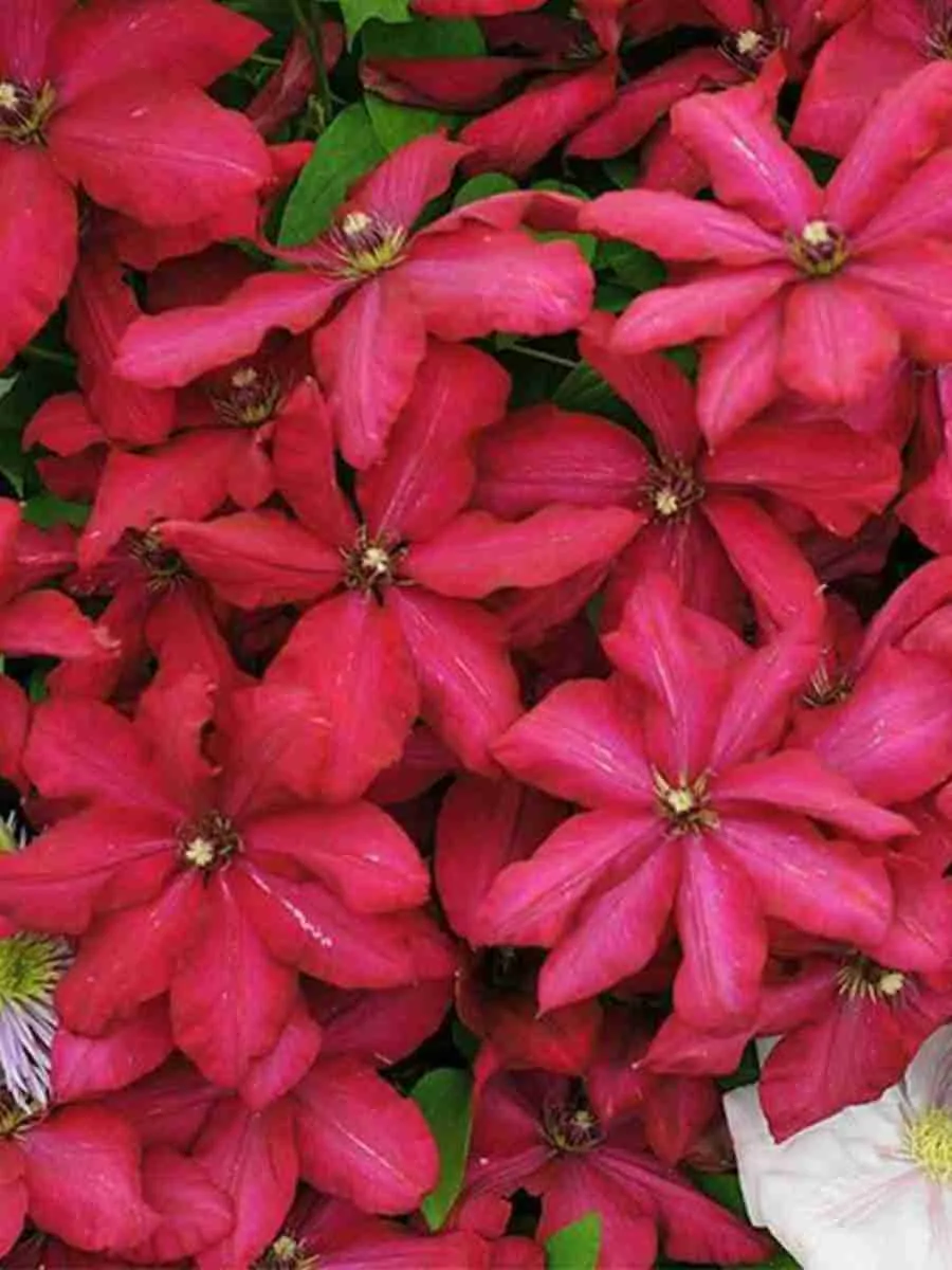 Клематис Solidarnosc Клематис Solidarnosc