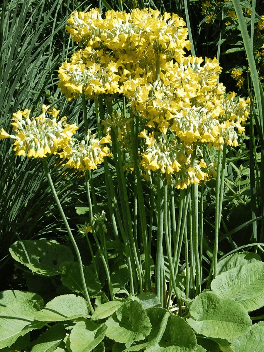 Примула Флоринды