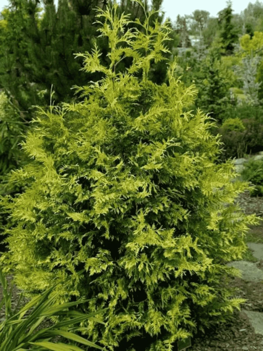 Туя складчатая Zebrina Туя складчатая Zebrina