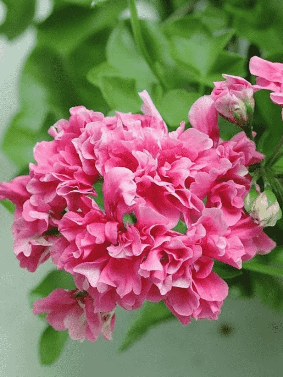 Пеларгония плющелистная  Grandeur Ivy magenta кашпо Пеларгония плющелистная  Grandeur Ivy magenta кашпо