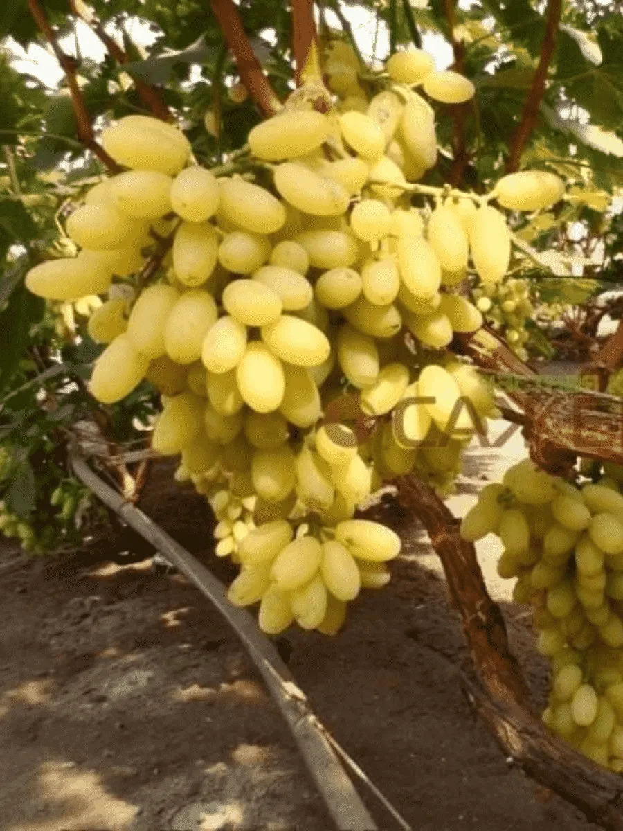 Виноград культурный Столетие Виноград культурный Столетие