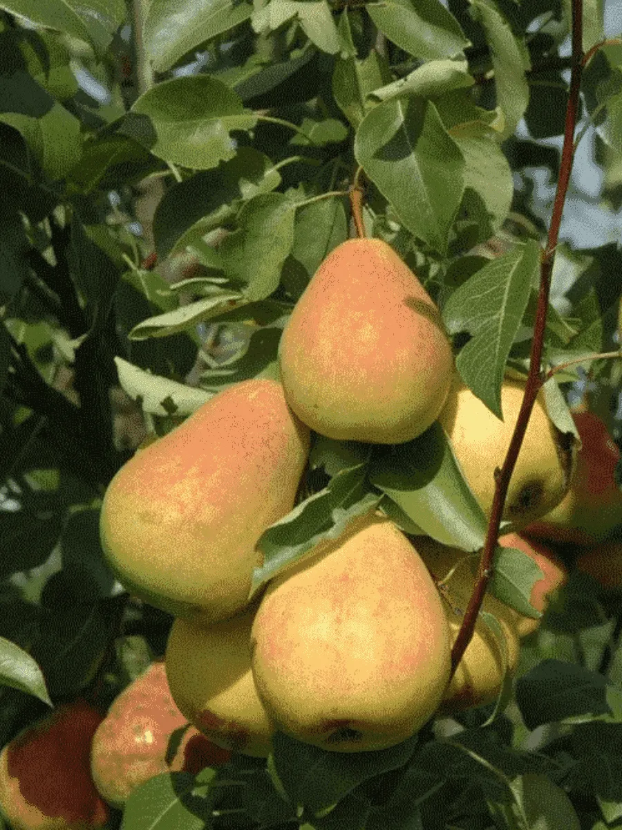 Груша Северянка Груша Северянка