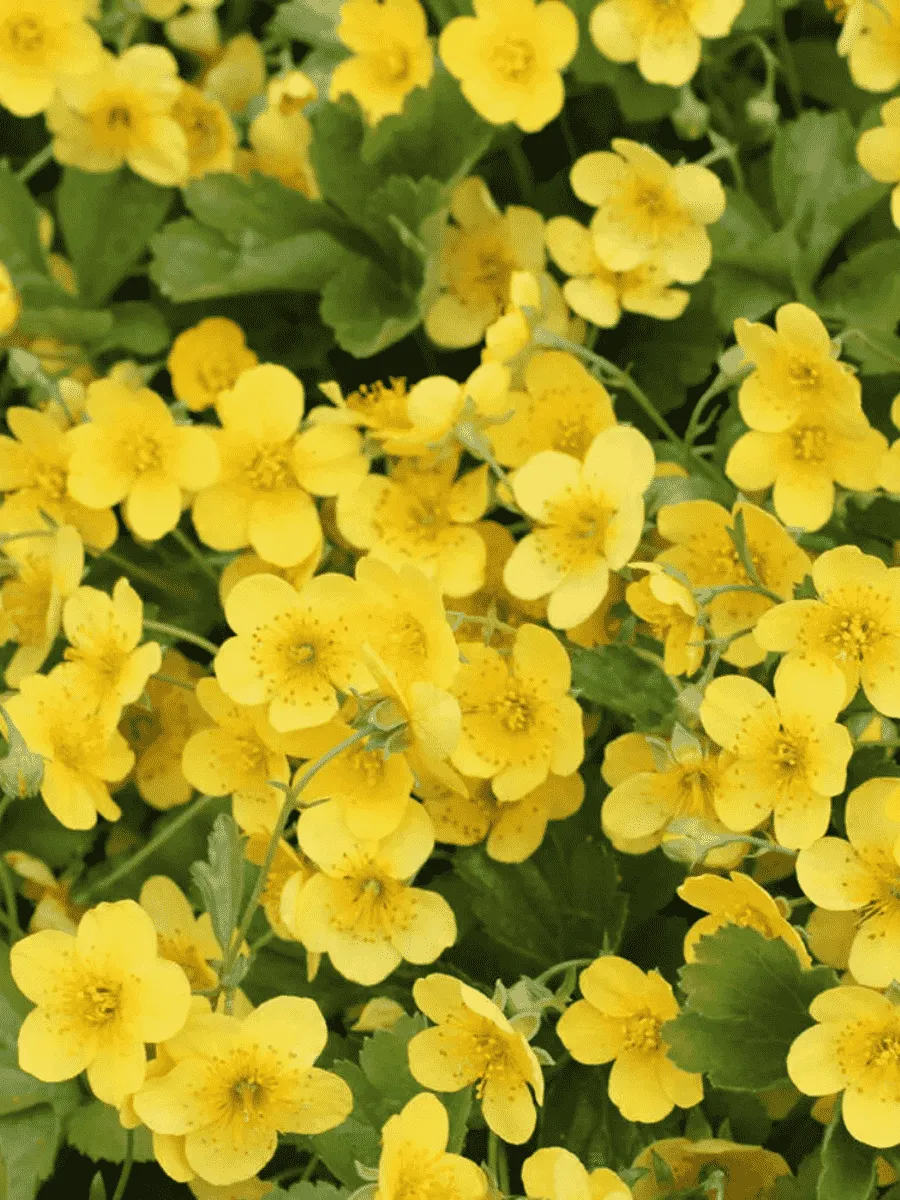 Вальдштейния Вальдштейния