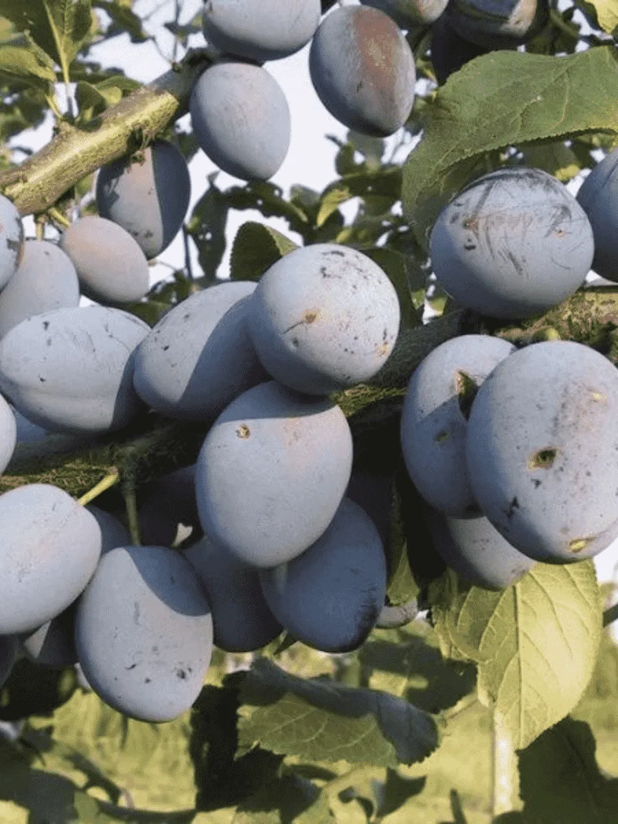 Слива домашняя Синичка Слива домашняя Синичка