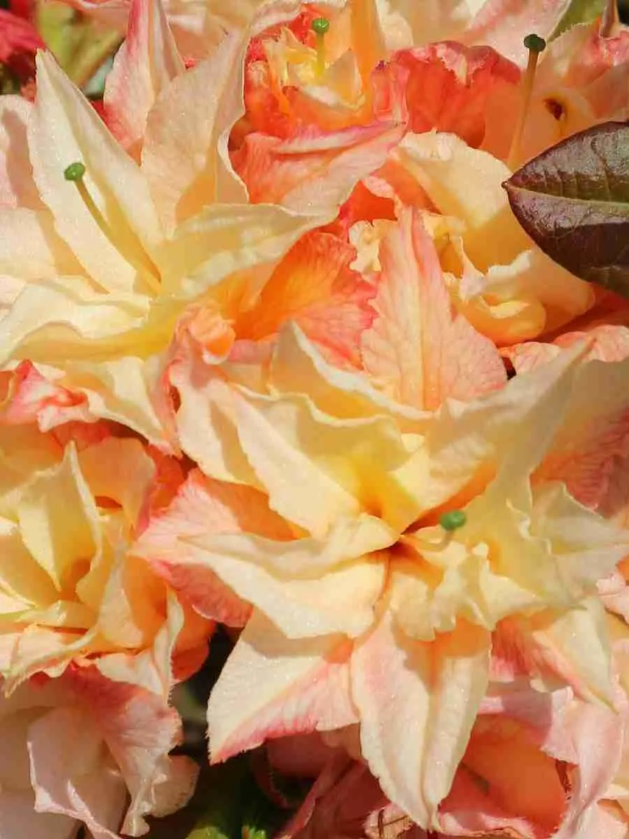 Азалия крупноцветковая Cannon's Double Азалия крупноцветковая Cannon's Double