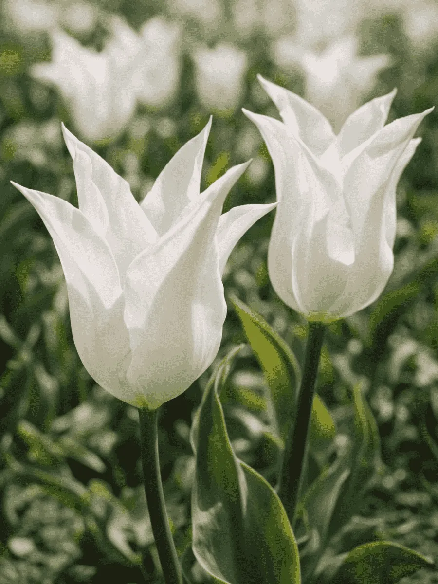 Тюльпан Ballade White