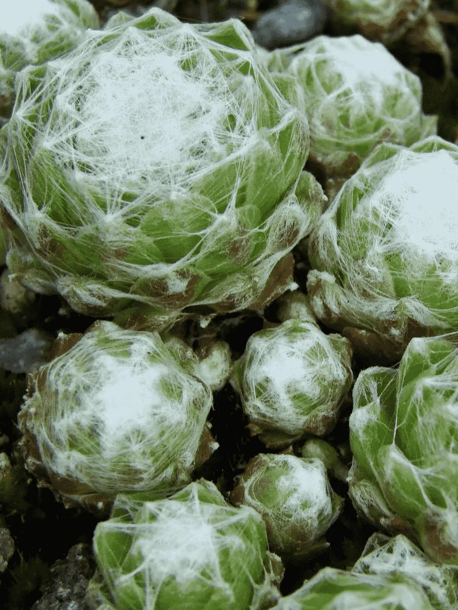 Молодило паутинистое