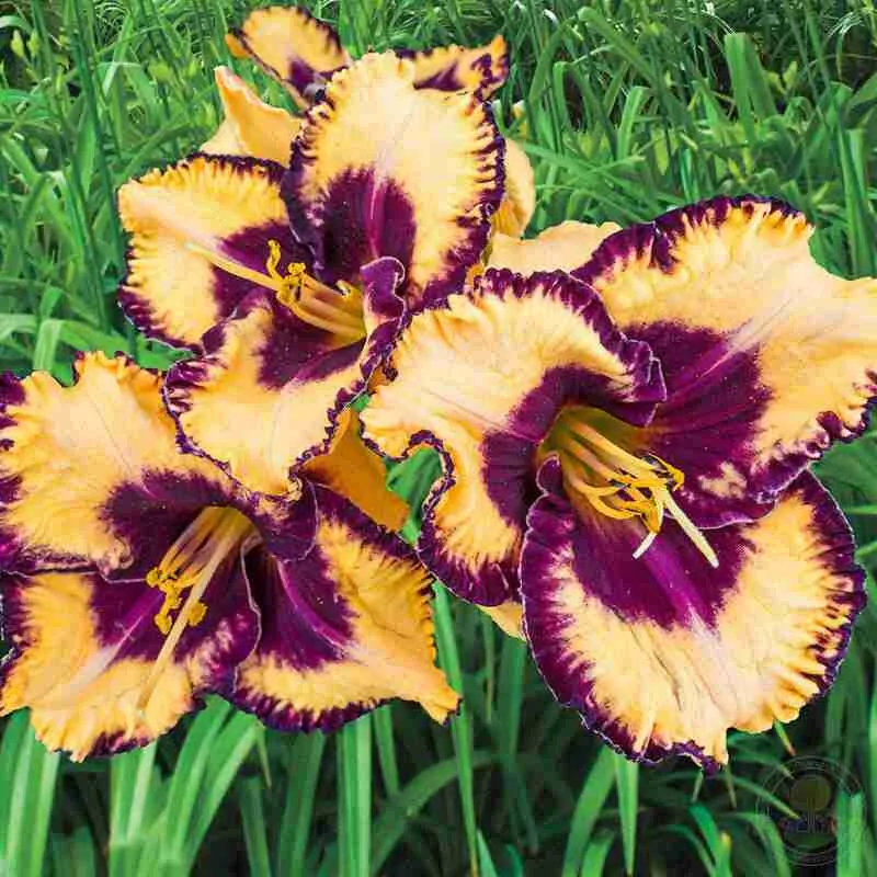 Лилейник Open my Eyes