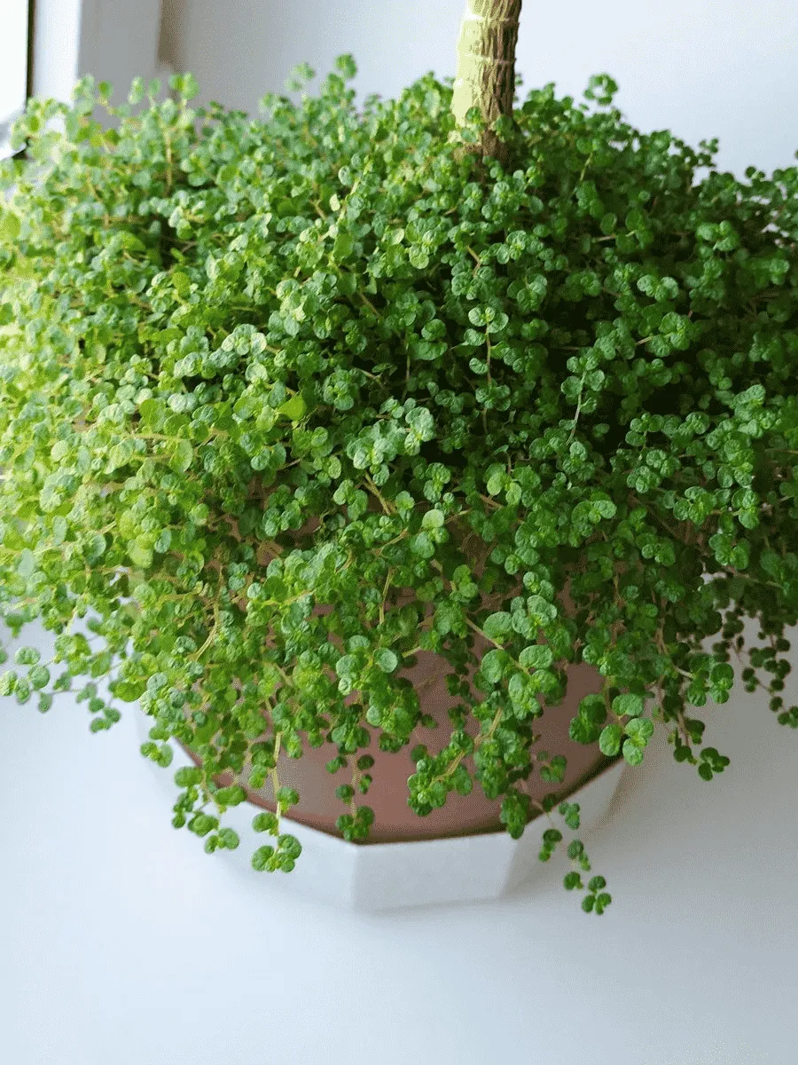 Мюленбекия спутанная Minero Мюленбекия спутанная Minero