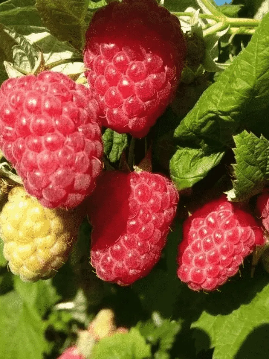 Малина обыкновенная Sokolica