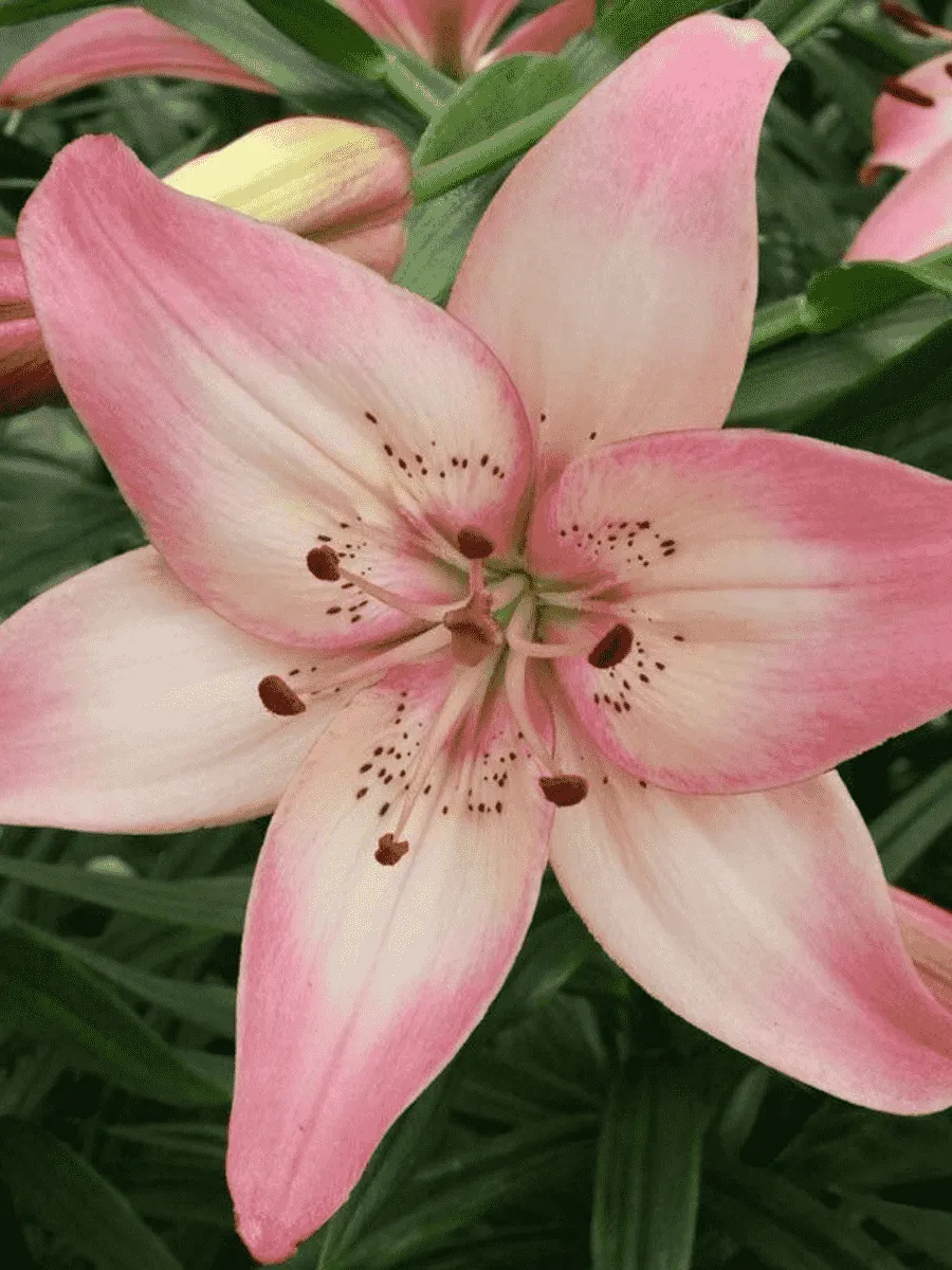 Лилия Rosella's Dream