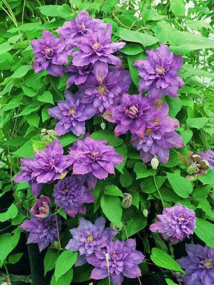 Клематис Vyvyan Pennell