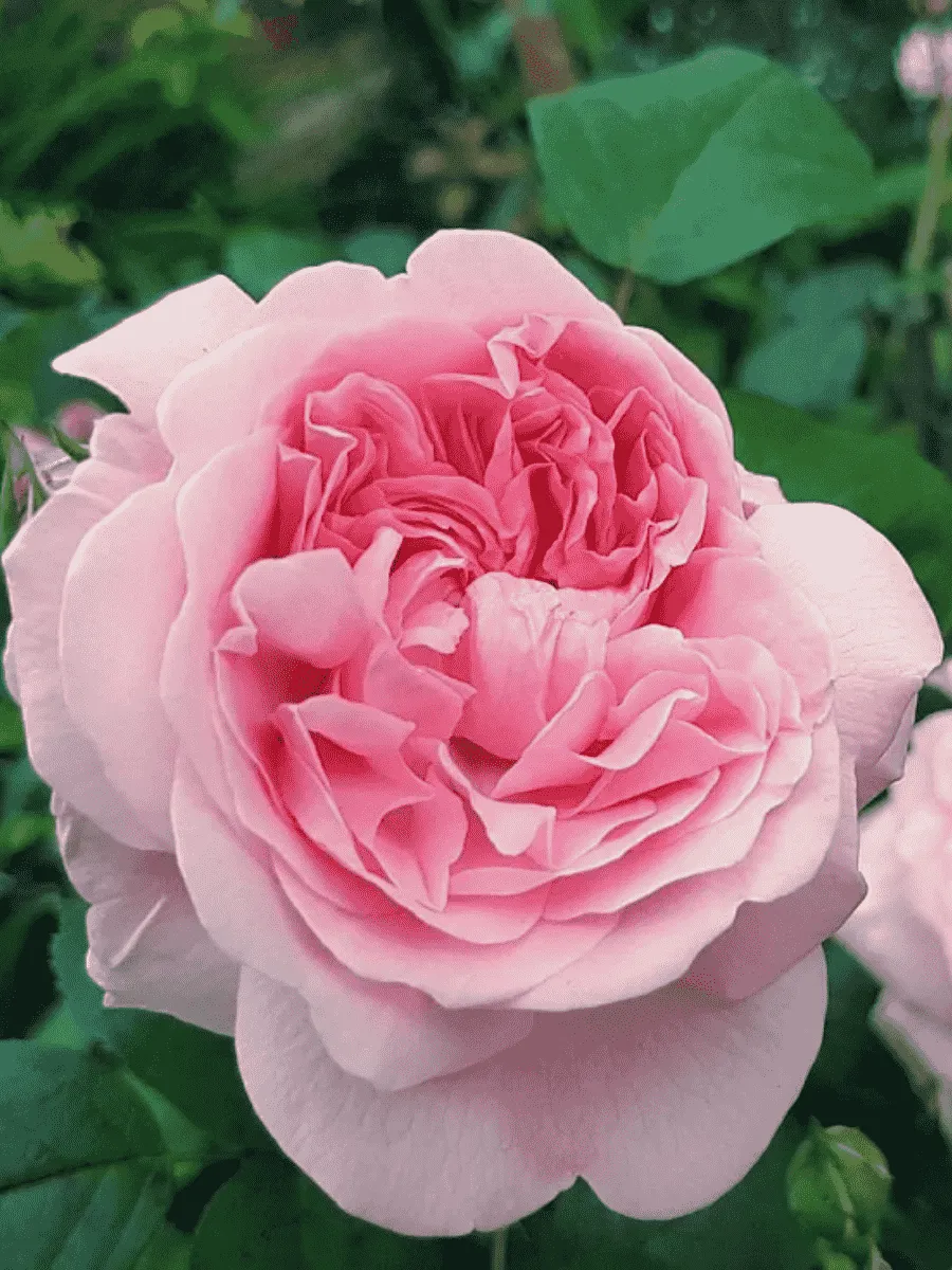 Роза Английская кустовая Eglantyne