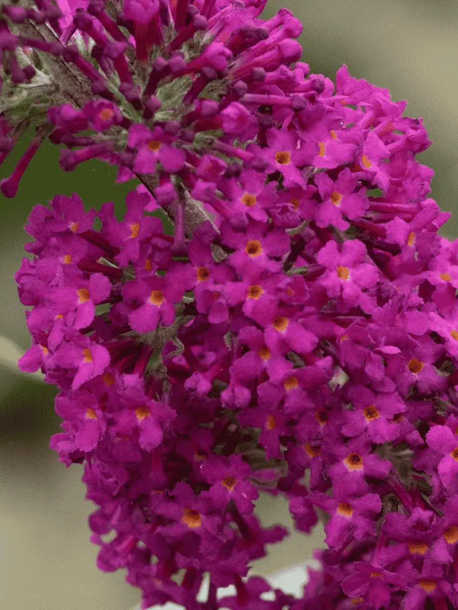 Буддлея давида Miss Ruby