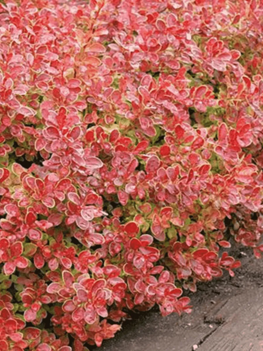 Барбарис Тунберга Coral Барбарис Тунберга Coral