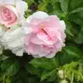 Роза морщинестая Ritausma