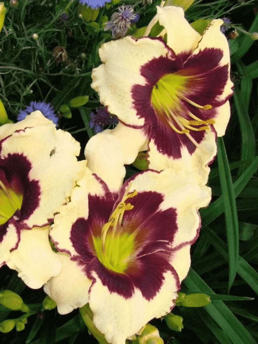 Лилейник Celebration of Angels