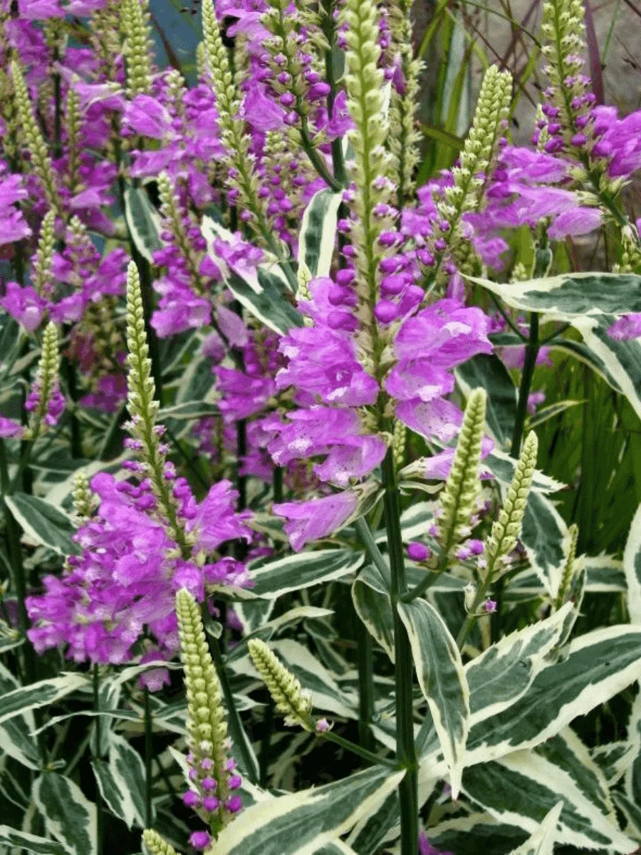 Физостегия виргинская Variegata