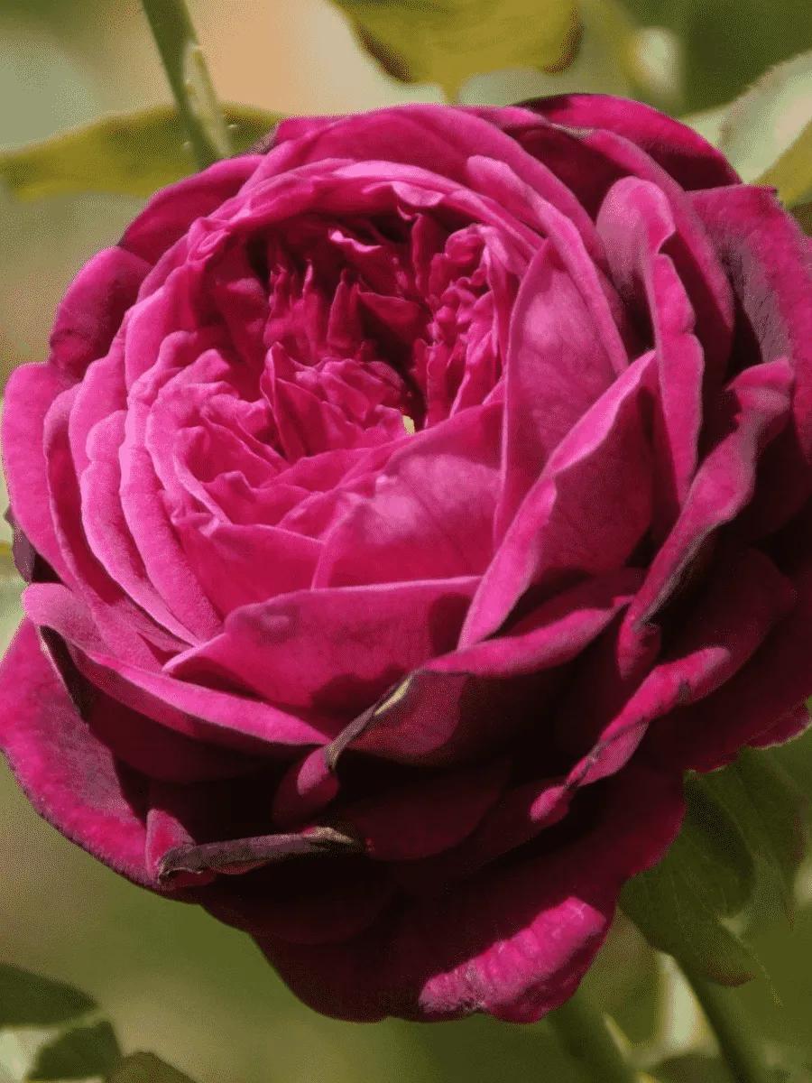 Роза Английская кустовая The Prince