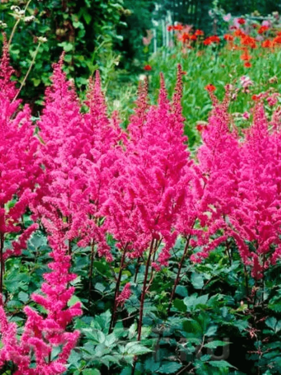 Астильба китайская Maggie Daley