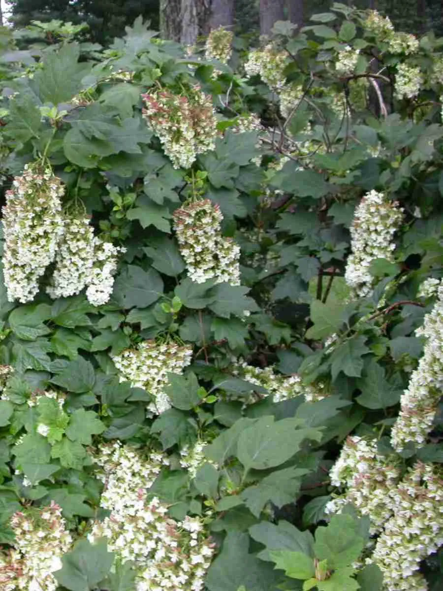 Гортензия дуболистная Applause