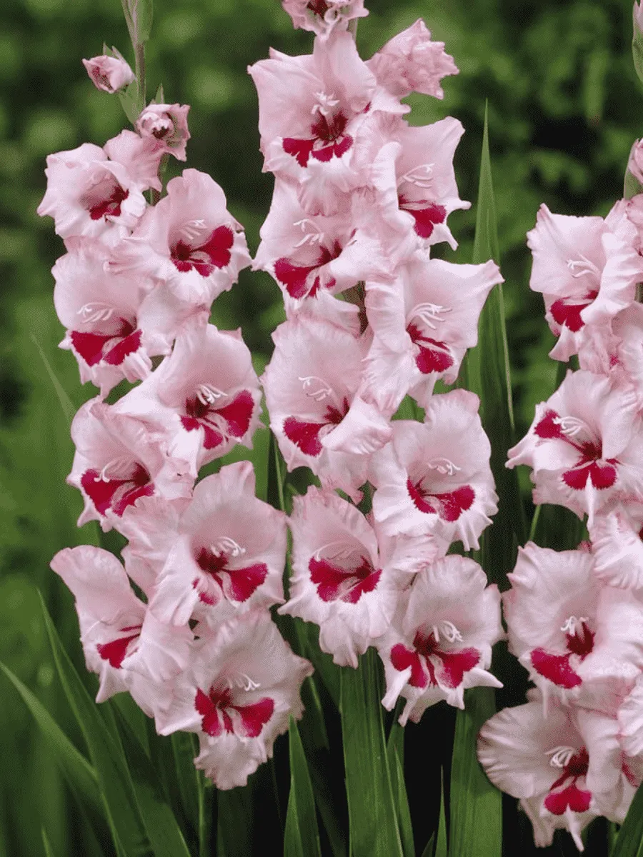 Гладиолус Wine and Roses