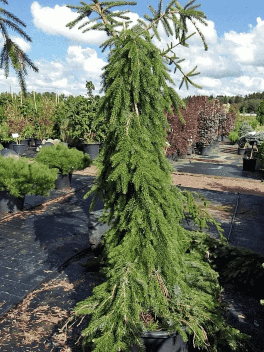 Ель сербская Pendula Ель сербская Pendula