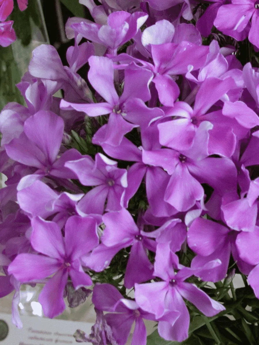 Флокс метельчатый Декаданс