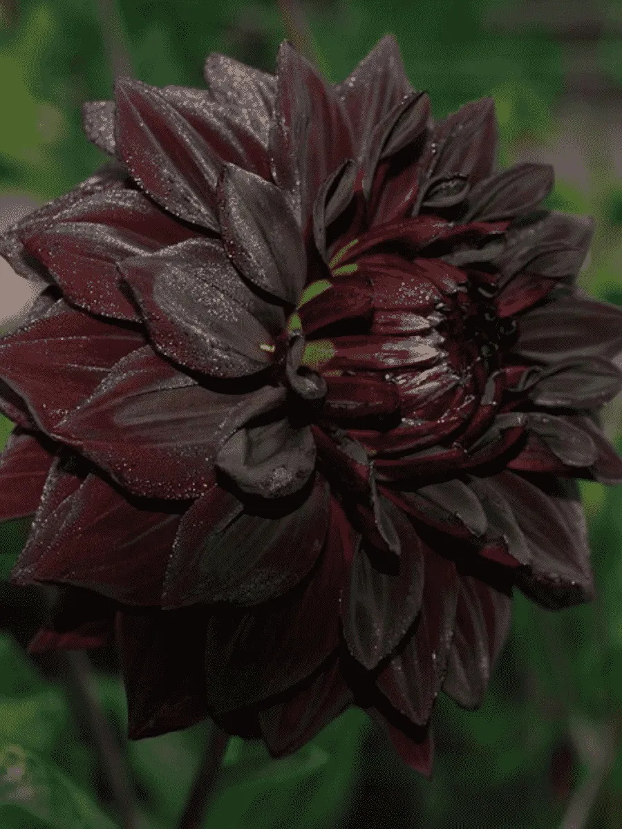 Георгина Black Barbara