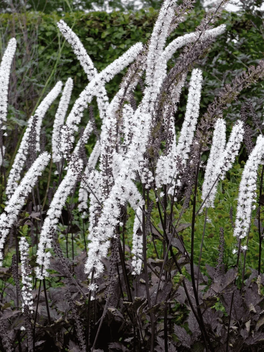 Клопогон ветвистый Carbonella