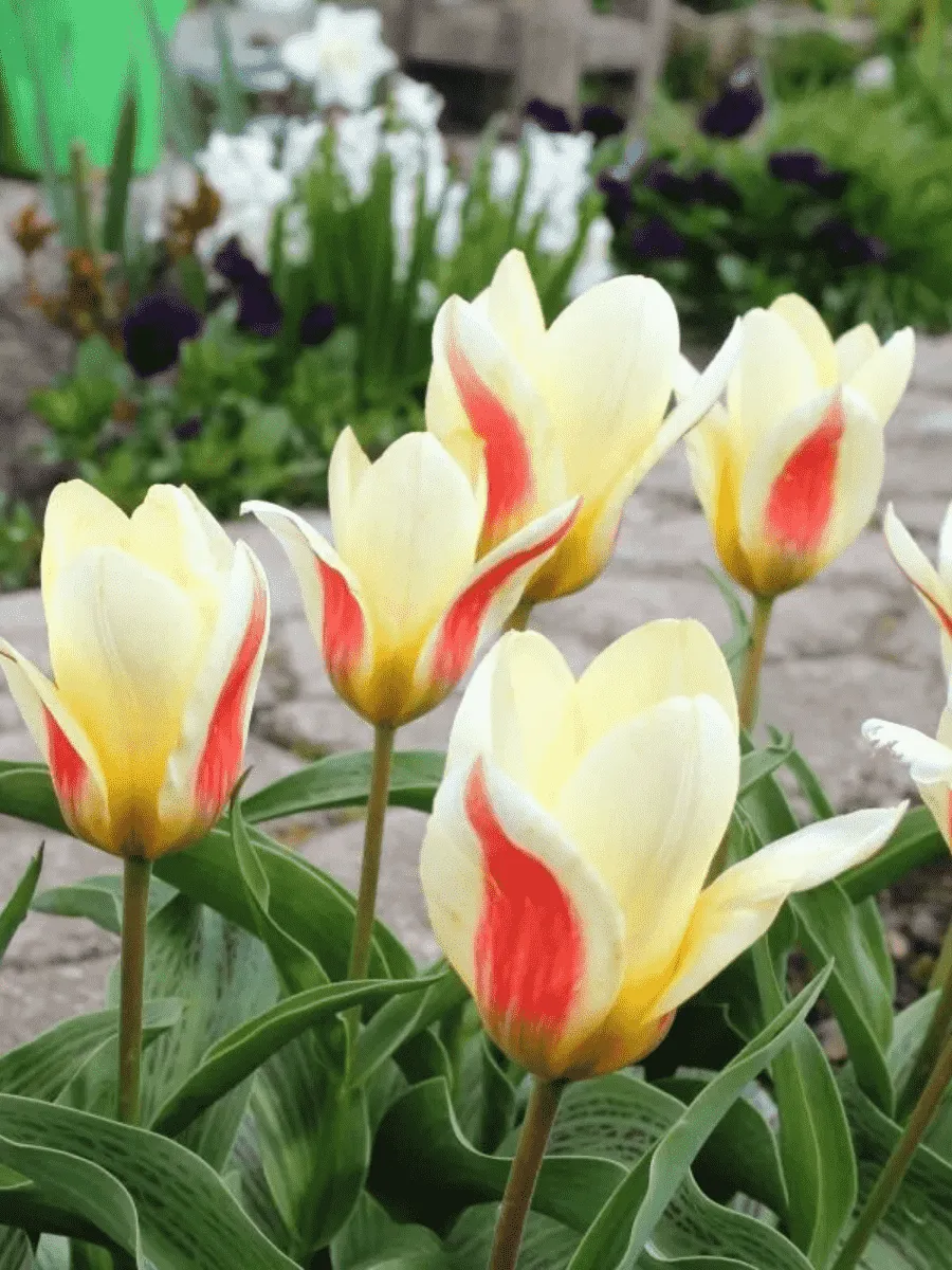 Тюльпан ботанический Johann Strauss