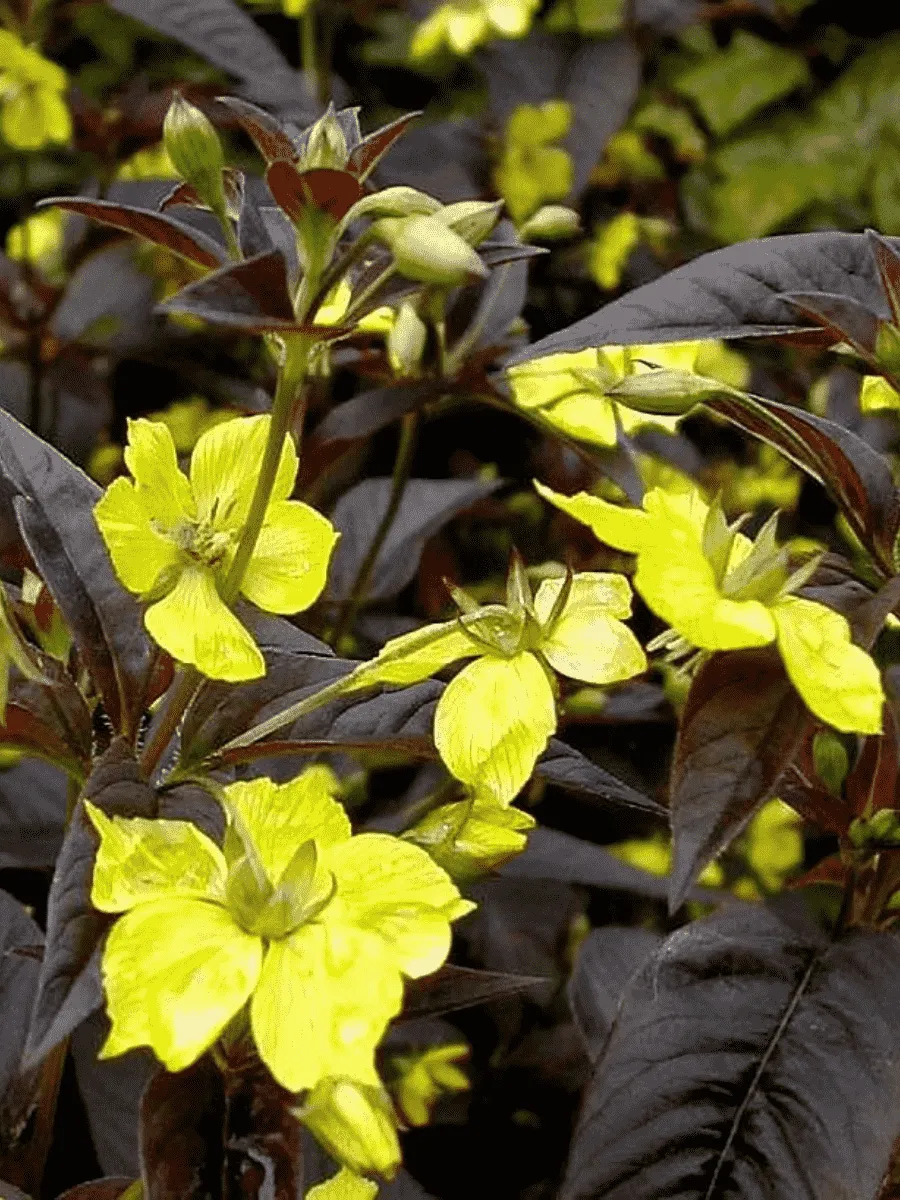 Вербейник пурпурный Firecracker
