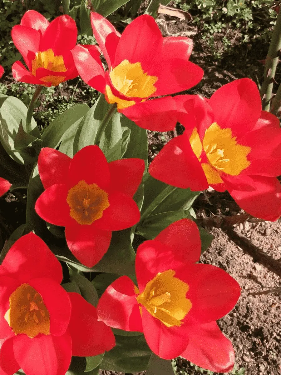 Тюльпан oracle