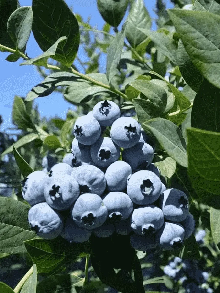 Голубика высокорослая Bluecrop Голубика высокорослая Bluecrop