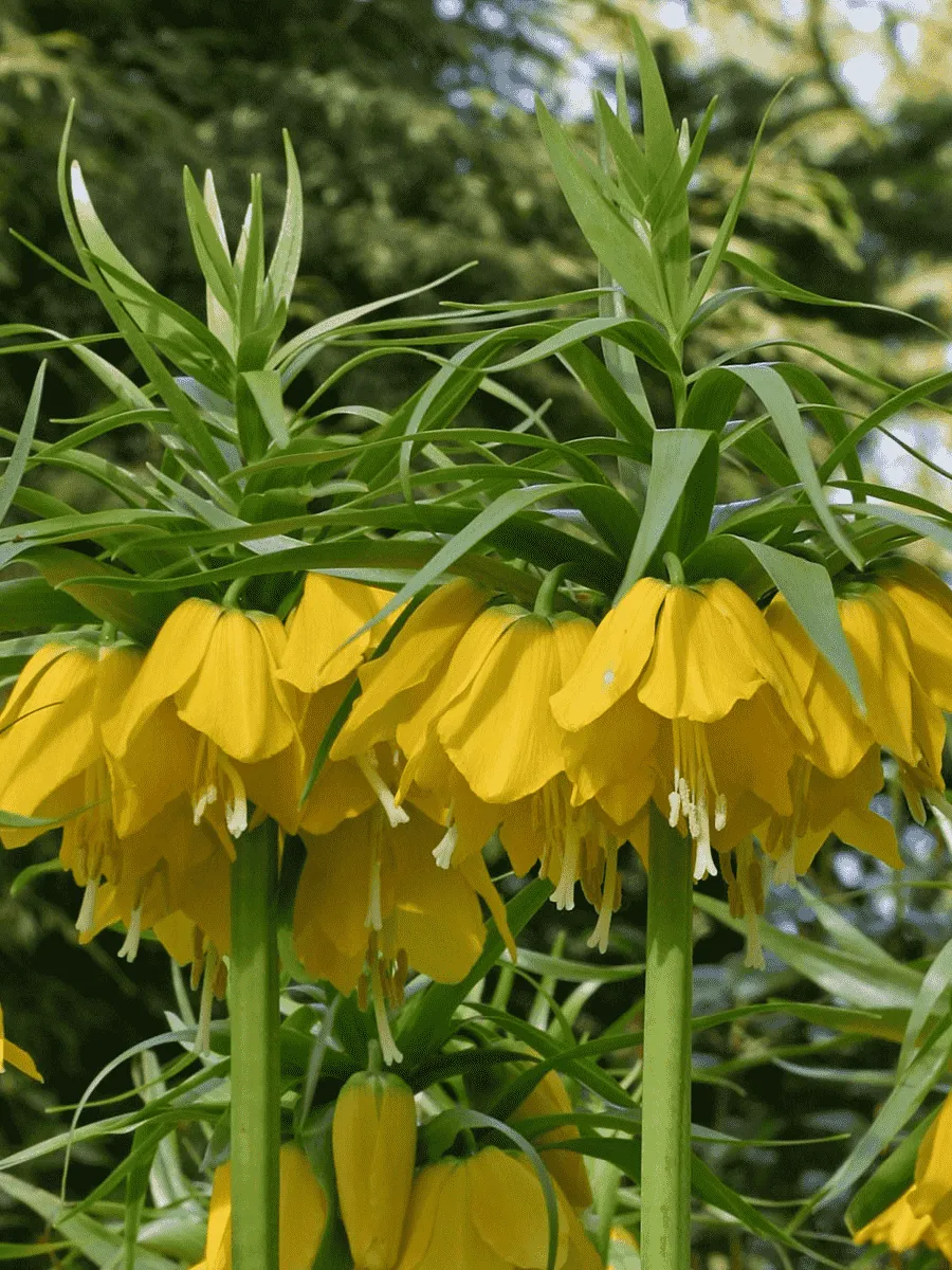 Рябчик императорский Lutea