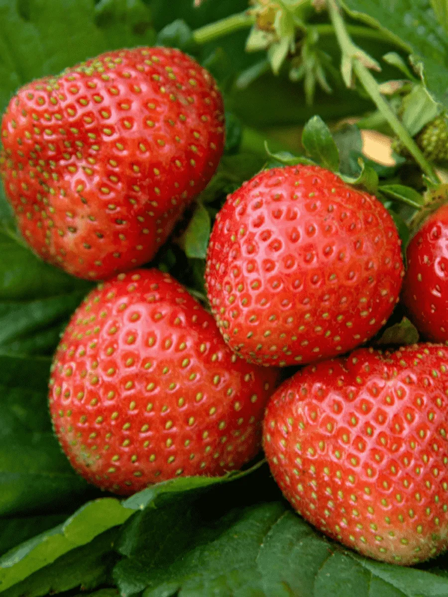 Земляника садовая Дели Земляника садовая Дели