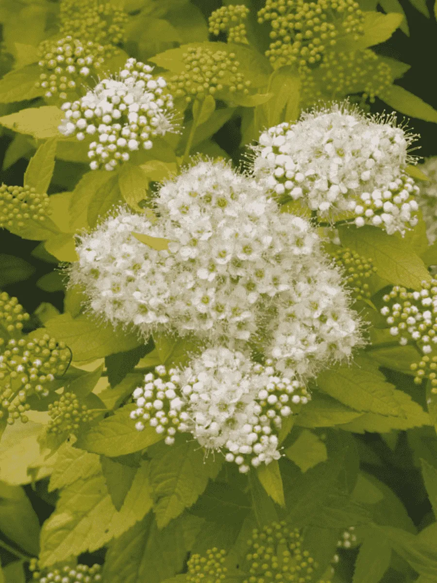 Спирея японская White Gold Спирея японская White Gold