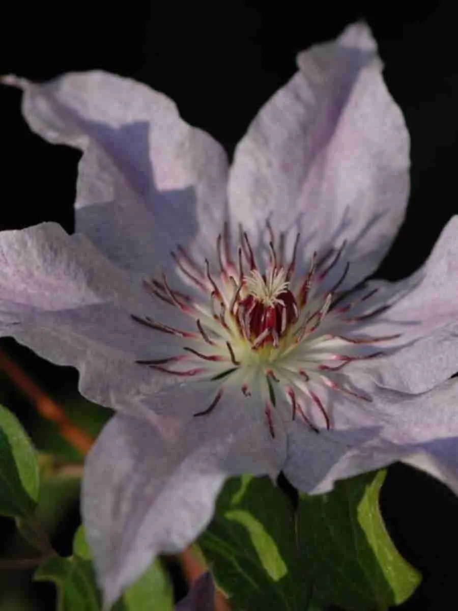 Клематис Myosotis Клематис Myosotis