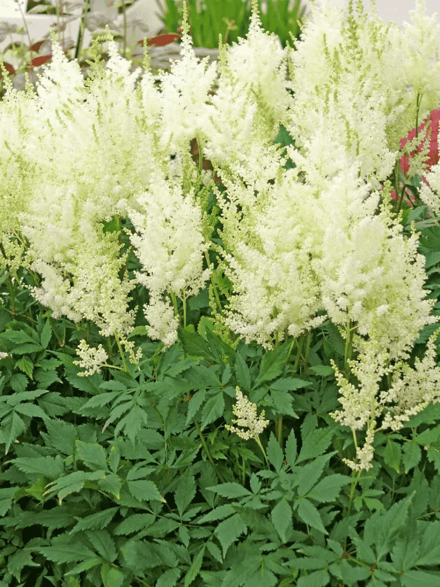 Астильба Арендса Donna