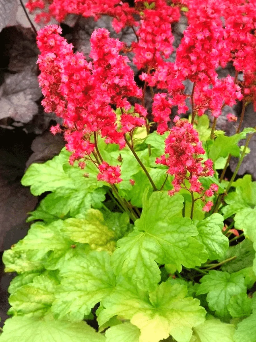 Гейхера Havana