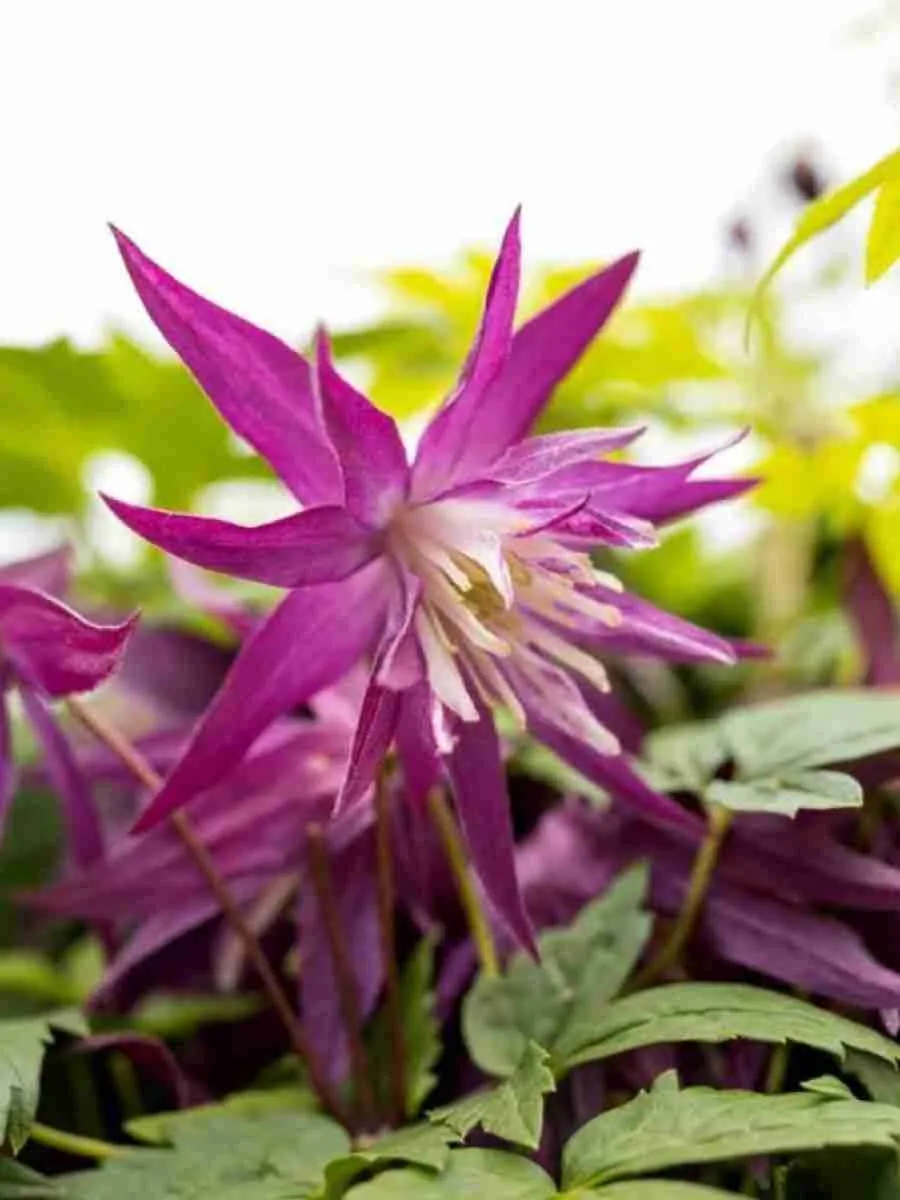 Клематис гибридный Purple Surprise