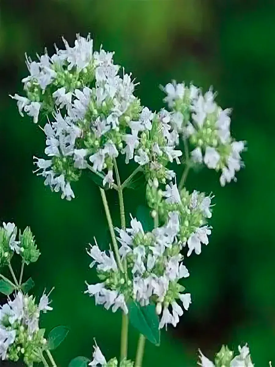 Душица обыкновенная Alba