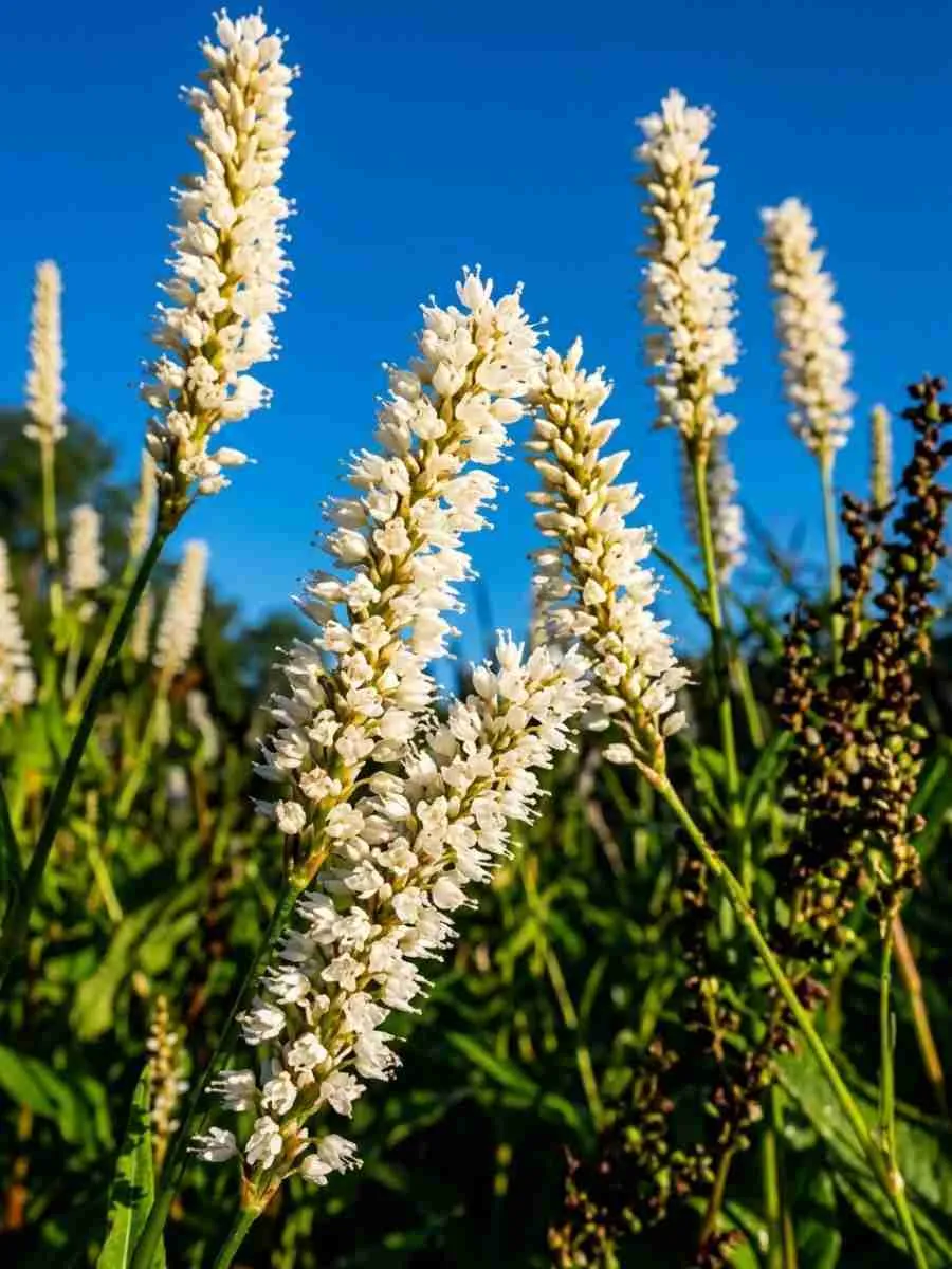 Горец свечевидный White Eastfield