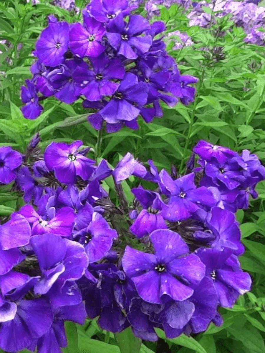 Флокс метельчатый Черное море