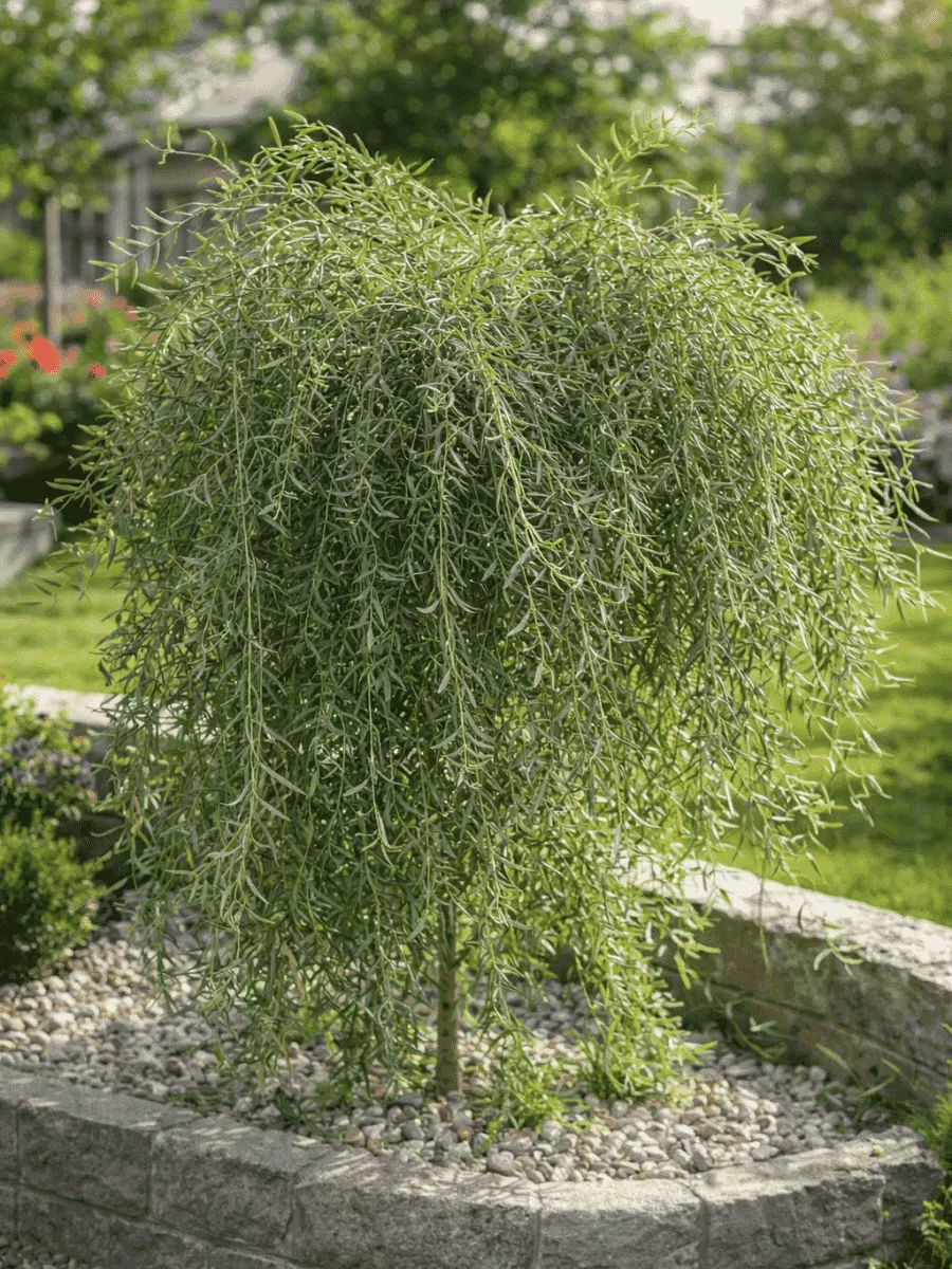 Ива пурпурная Pendula