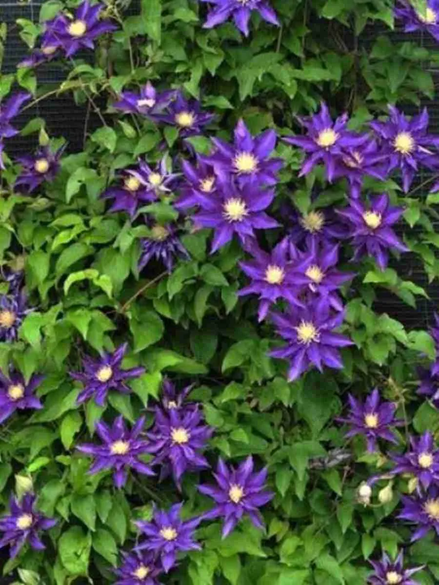 Клематис гибридный Hakuookan Клематис гибридный Hakuookan