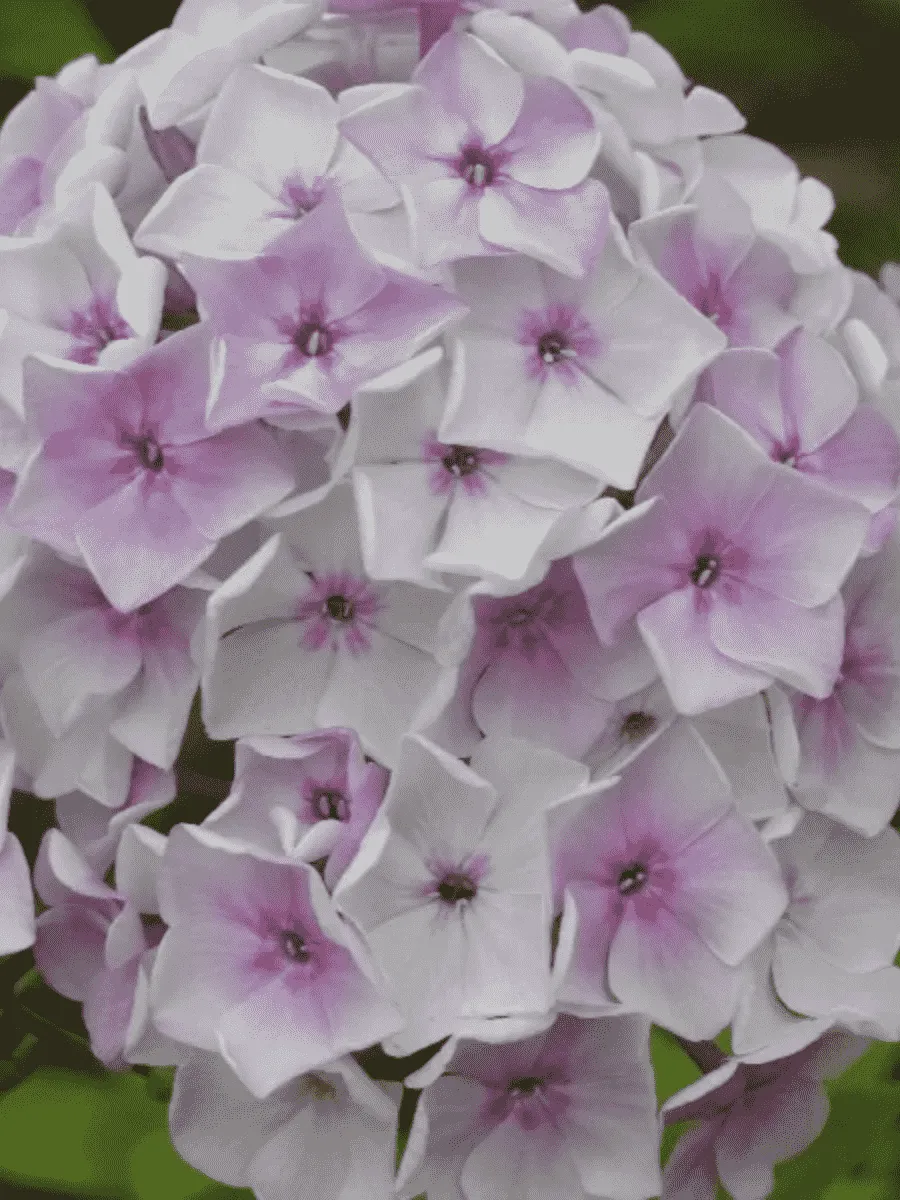 Флокс метельчатый Седая Нева