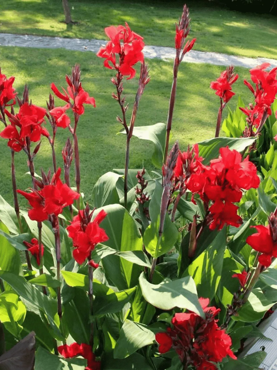 Канна гибридная Brilliant