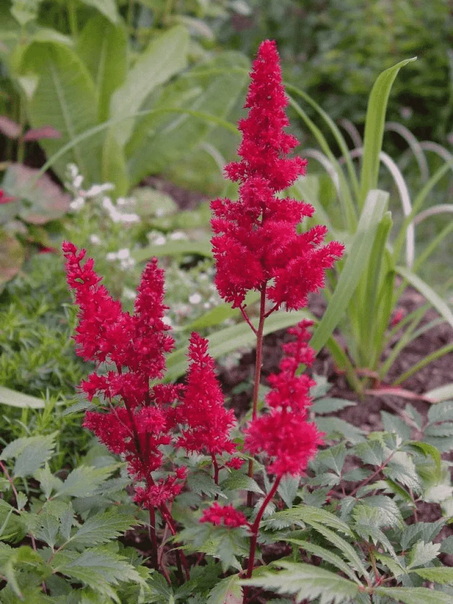 Астильба Арендса Spartan